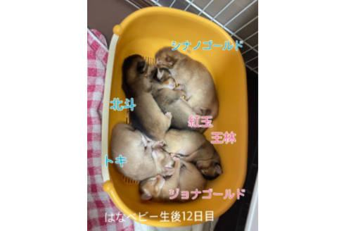 成約済の京都府のソマリ-25057の2枚目
